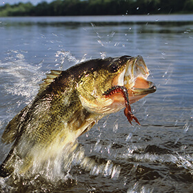 Largemouth bass jumping out of the water