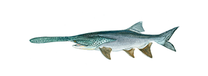 Paddlefish