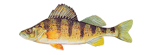 Yellow Perch