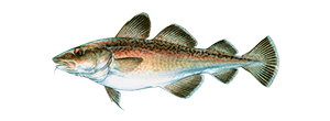 Pacific Cod