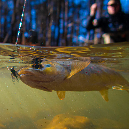 How to Humanely Catch a Fish - Take Me Fishing