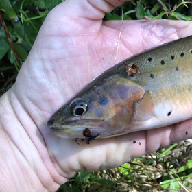 Tight lines on the Tongass National Forest