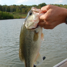 bass fishing at folsom lake in california