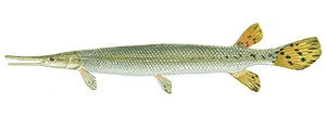 Shortnose Gar