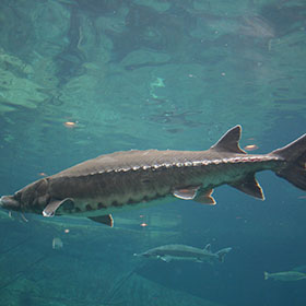 sturgeon 