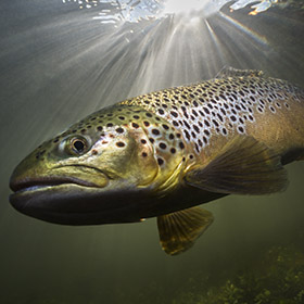 trout fishing in lakes 