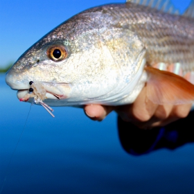 image of a redfish caught in Louisiana