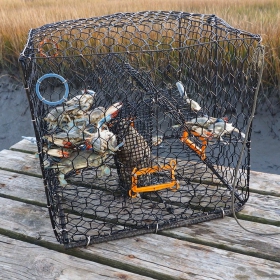 crab fishing license regulations and information