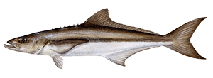 Cobia