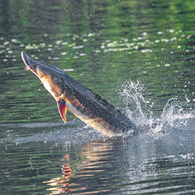 sturgeon fishing