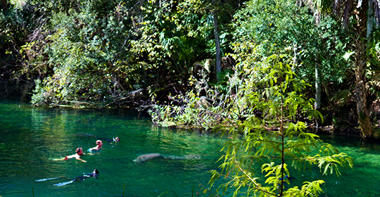 Manatees-540x280.jpg