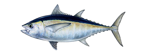 Blackfin Tuna