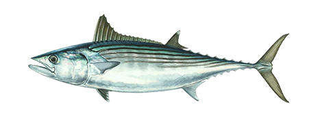 Pacific Bonito