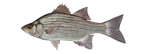 White Bass