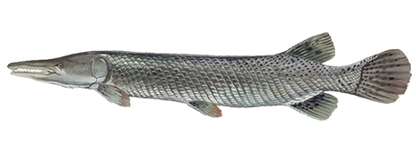 Alligator Gar - Take Me Fishing