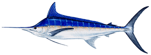 Blue Marlin