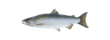 Coho Salmon