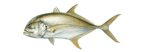 Pacific Crevalle Jack