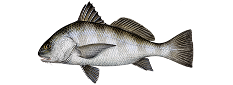 Black Drum