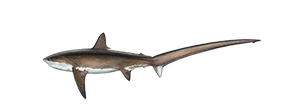 Thresher Shark