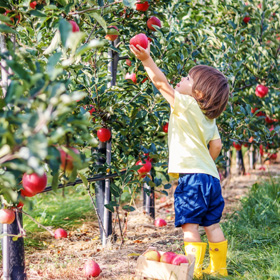 kid apple picking 