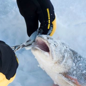 brown trout ice fishing