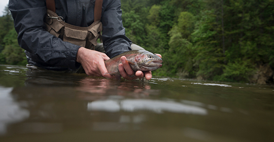 Trout-540x280.jpg