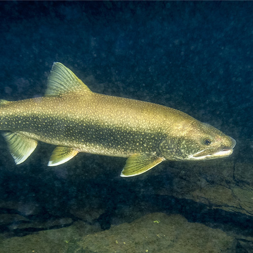 How to Catch Lake Trout - Take Me Fishing