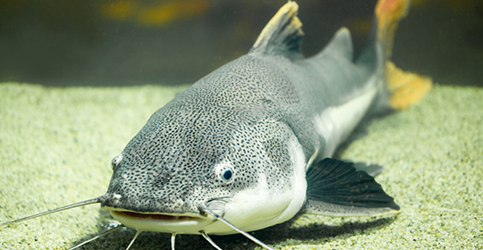 Catfish-540x280-(1).jpg Catfish-540x280-(1).jpg