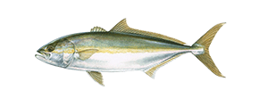 California Yellowtail