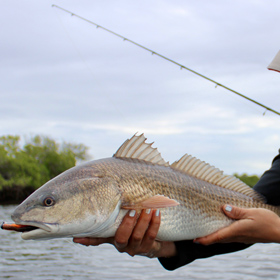 florida winter fish spices