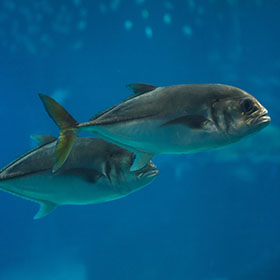 pompano fish