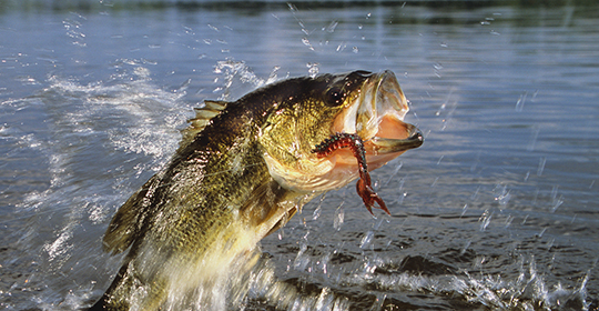 How to Catch Pressured Bass
