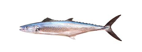 Pacific Sierra Mackerel
