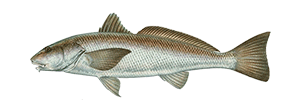 California Corbina