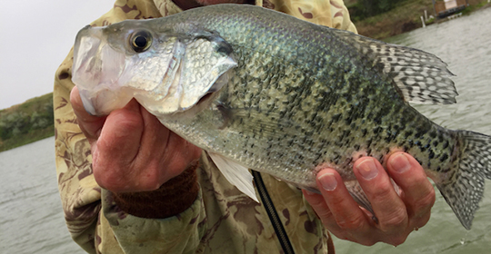 Crappie-540x280.jpg