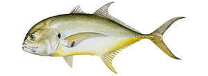 Crevalle Jack