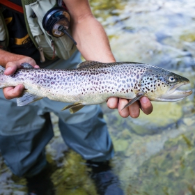 angler fishing for brown trout during fall