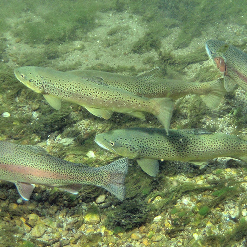 Trout Fishing Basics - Take Me Fishing