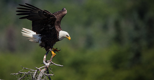 Bald-eagle-540x280.jpg