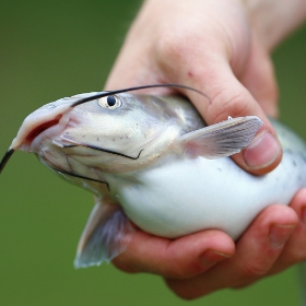 How to Gut a Catfish in simple steps