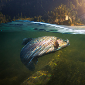 trout underwater