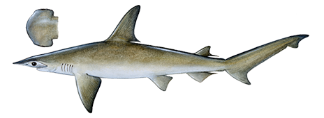 Bonnethead Shark