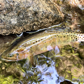 Outwitting New Mexico's Official State Fish