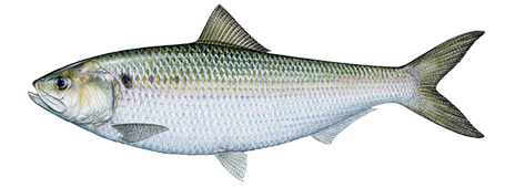 American Shad