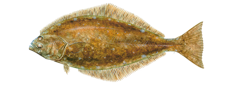 Atlantic halibut deals