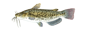 fishing planet brown bullhead michigan