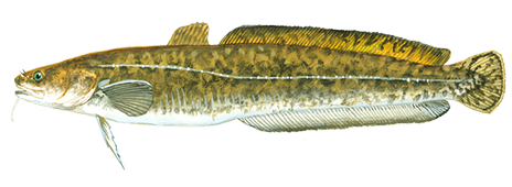 Image result for burbot