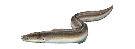 great conger fishing trip i got this Conger