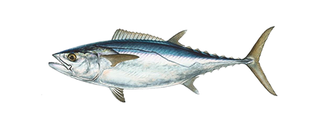 Dogtooth Tuna